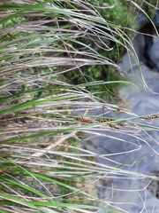Carex litorosa