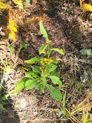 Solidago decurrens, photograph (c) Dmitriy Bochkov, some rights reserved (CC BY)