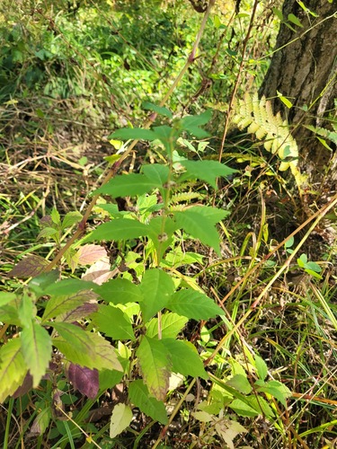 northern bugleweed (Lycopus uniflorus)