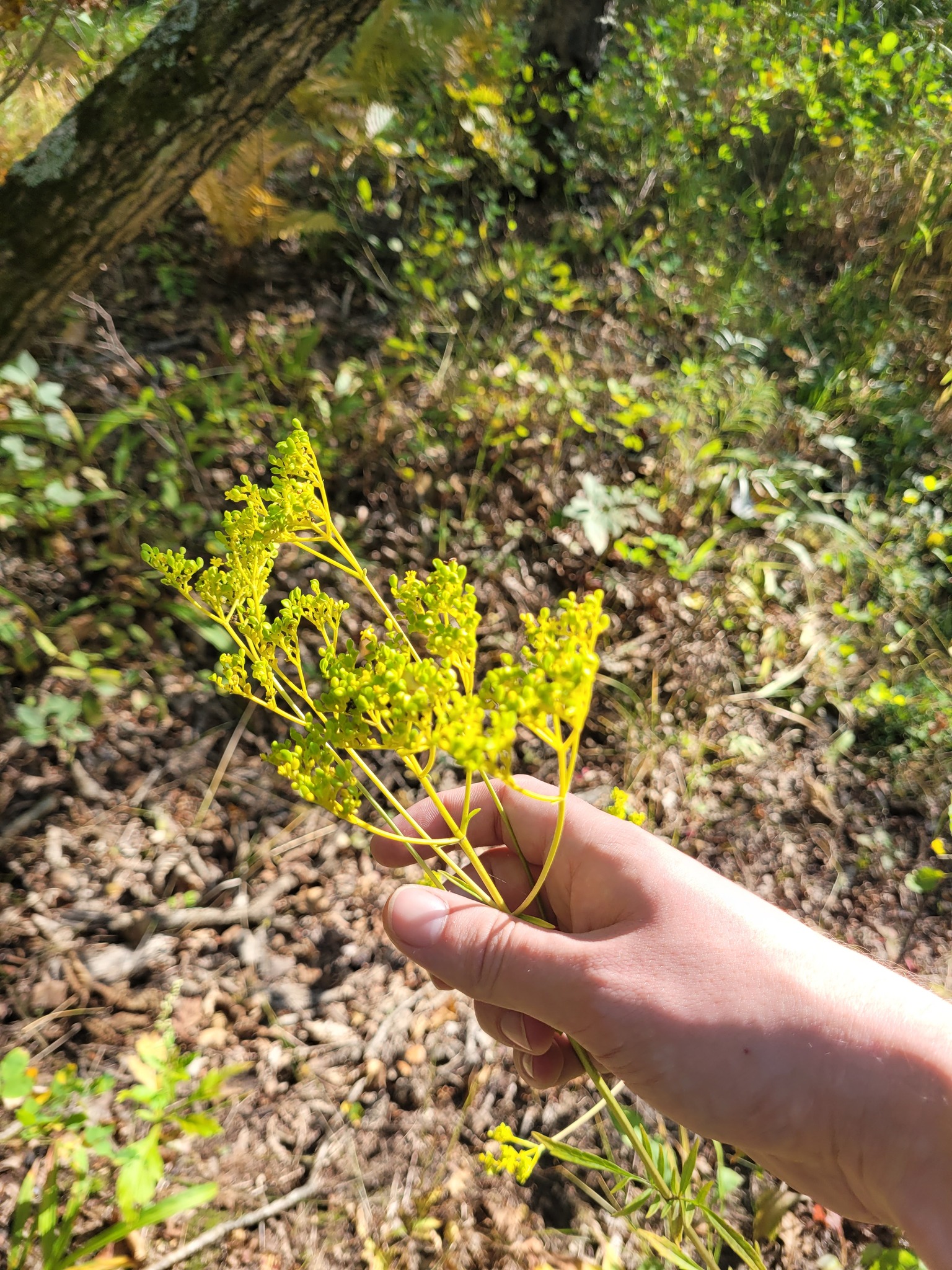 Patrinia Scabiosaefolia (Patrinia scabiosifolia)