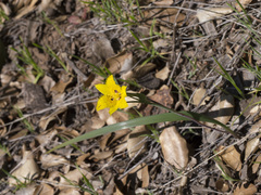 Calochortus monophyllus
