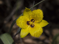 Calochortus monophyllus