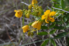 Senna chapmanii