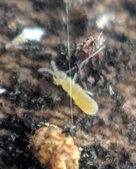 Vertagopus pseudocinereus