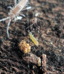 Vertagopus pseudocinereus