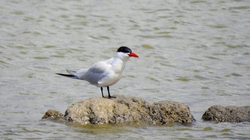 iNaturalist: (c) rbhadury, some rights reserved (CC BY-NC), uploaded by rbhadury iNaturalist image