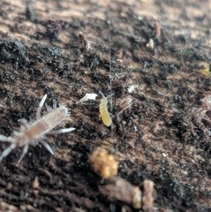 Vertagopus pseudocinereus