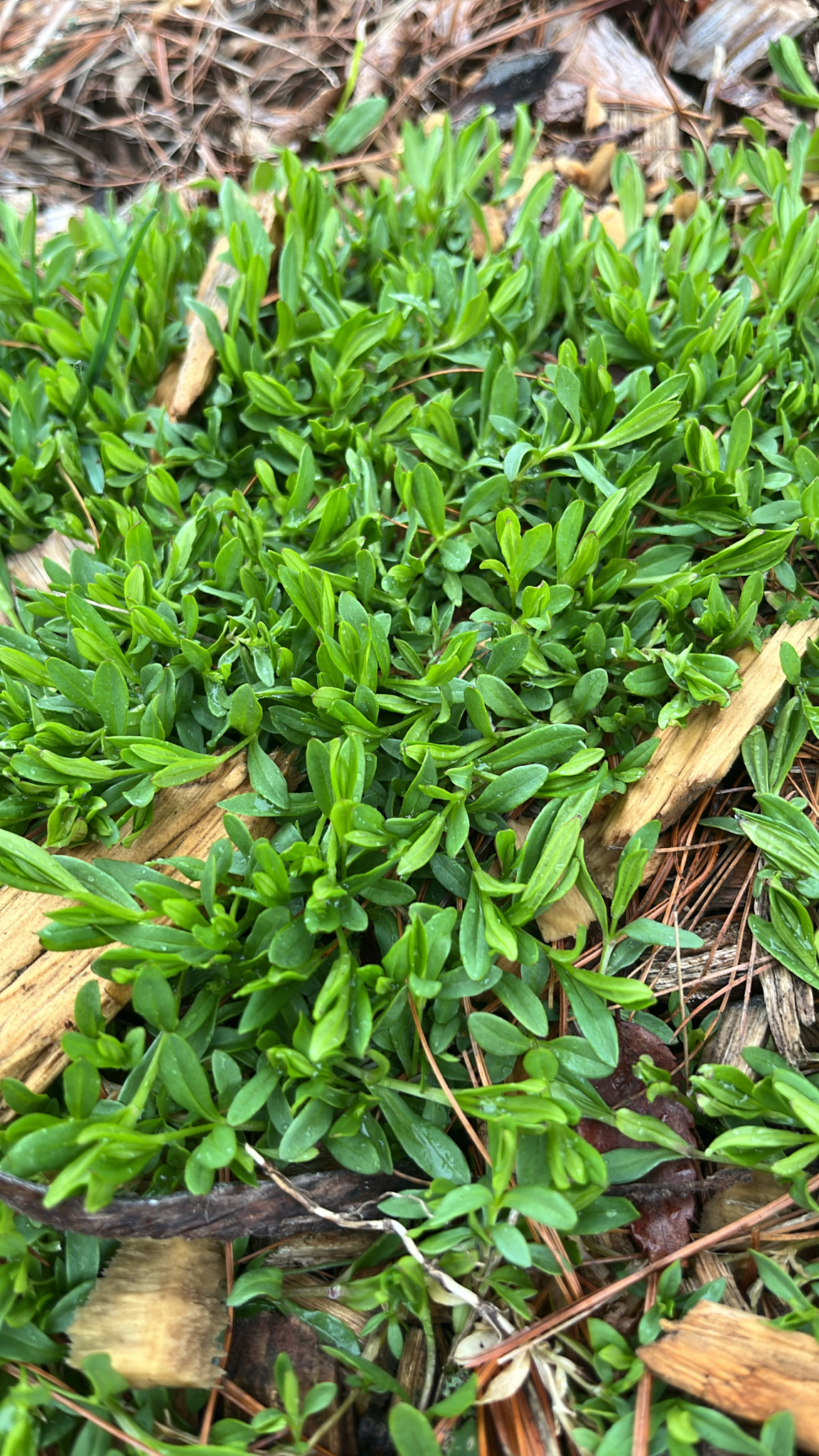 Prostrate Knotweed (Polygonum aviculare)