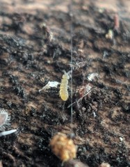 Vertagopus pseudocinereus