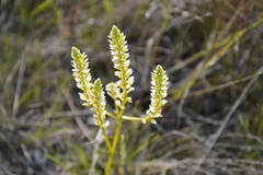 Polygala carteri