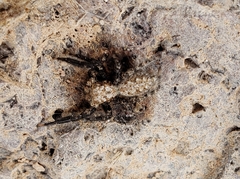 Platycryptus arizonensis