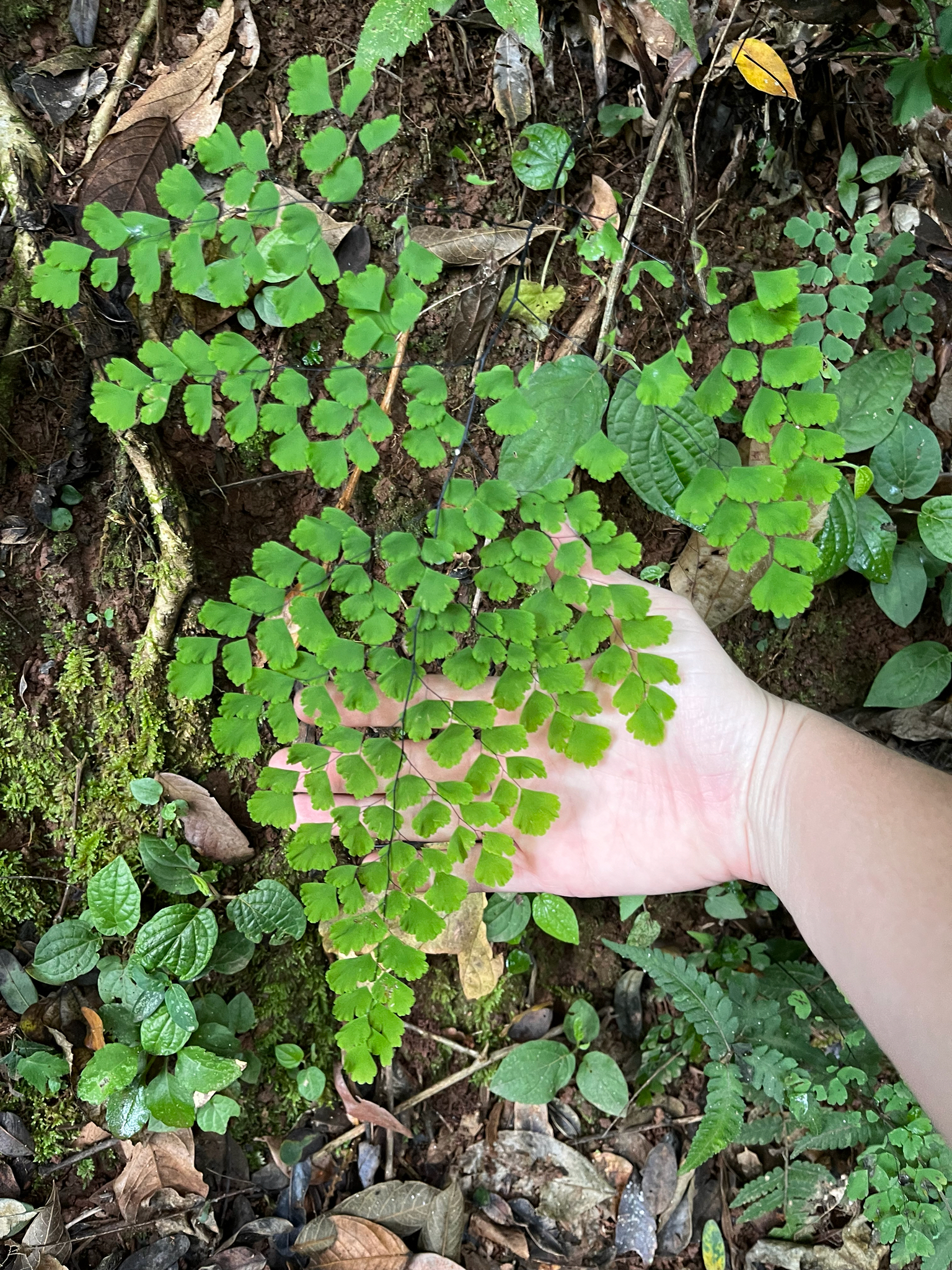 Adiantum raddianum