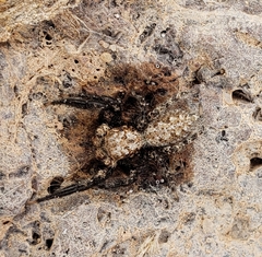 Platycryptus arizonensis