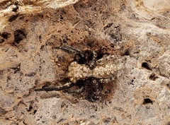 Platycryptus arizonensis