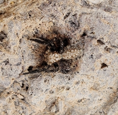 Platycryptus arizonensis