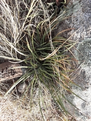 Agave schottii schottii