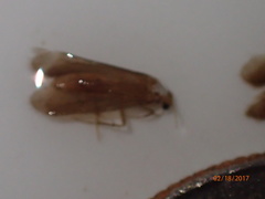 Cernotina spicata