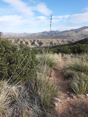 Agave schottii schottii