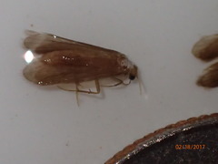 Cernotina spicata