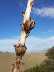 Agave schottii schottii
