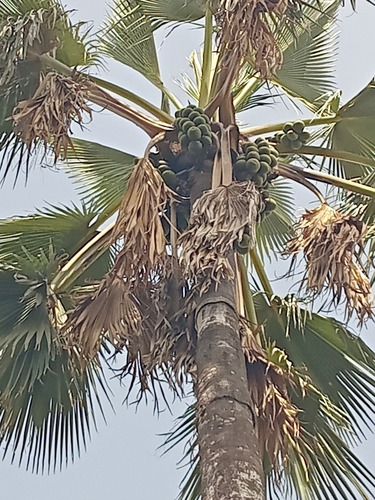 Borassus akeassii
