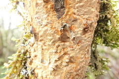 Fuscoporia ferruginosa