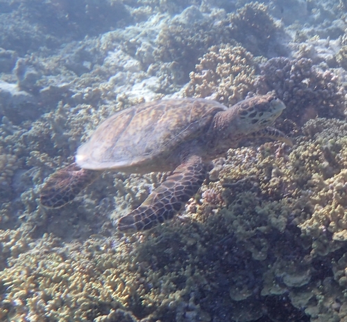 Eretmochelys imbricata