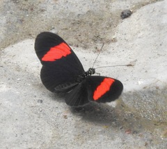 Heliconius erato hydara