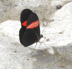 Heliconius erato hydara