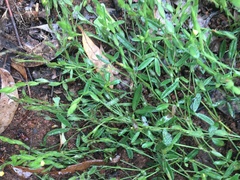 Zornia dyctiocarpa