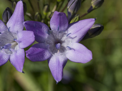 Triteleia bridgesii