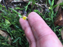 Zornia dyctiocarpa