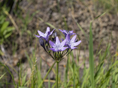 Triteleia bridgesii