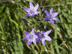 Triteleia bridgesii