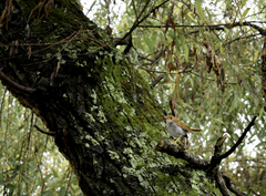 Catharus aurantiirostris