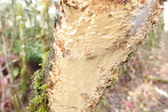 Fuscoporia ferruginosa