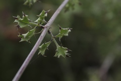 Adenophyllum speciosum