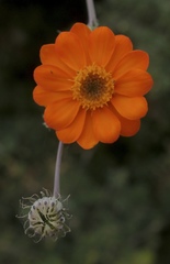 Adenophyllum speciosum