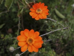 Adenophyllum speciosum