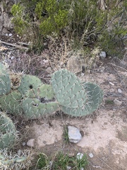 Opuntia arizonica