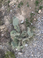 Opuntia arizonica