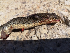 Dolichophis jugularis