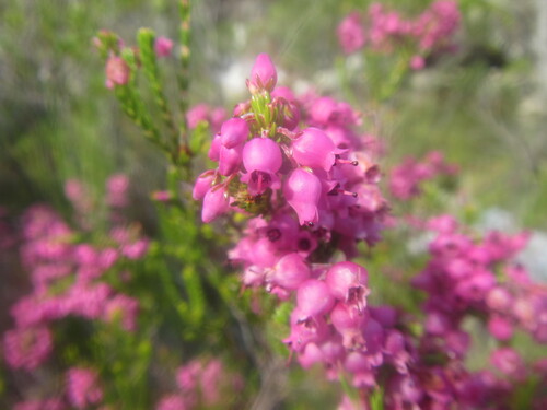 Button Heath (Erica lateralis)