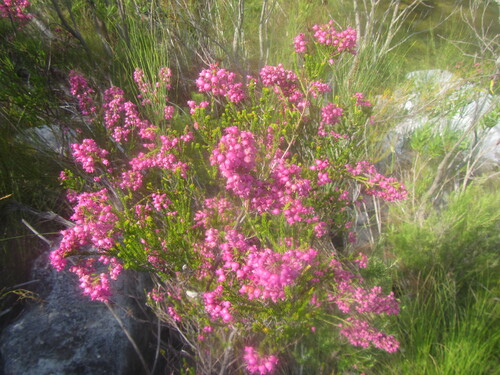 Erica lateralis, photograph 3