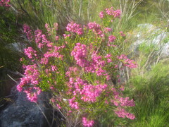 Erica lateralis, photograph (c) douglaseustonbrown, some rights reserved (CC BY-SA)
