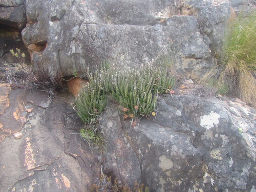 Ceropegia cedrimontana