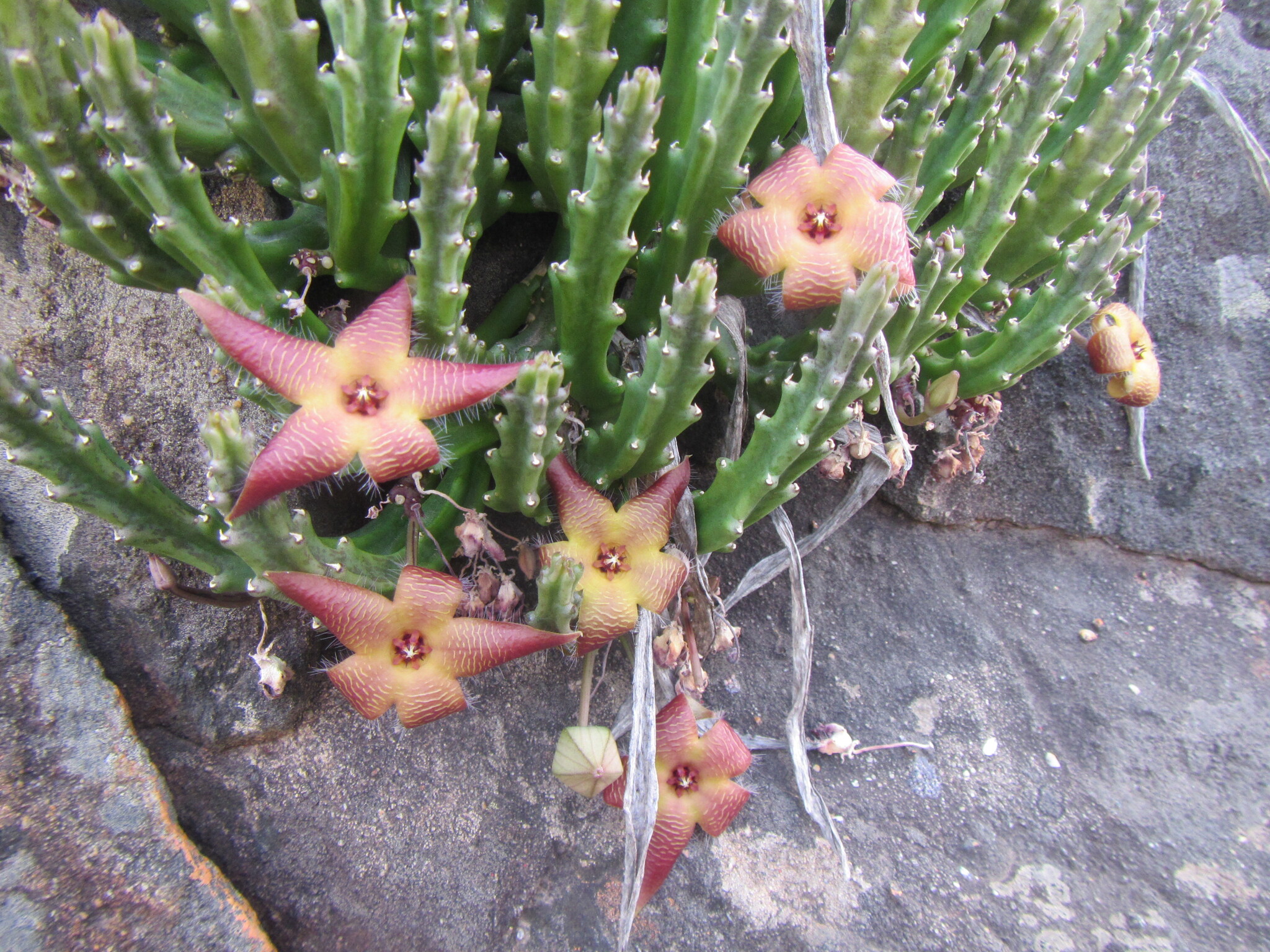 Ceropegia cedrimontana