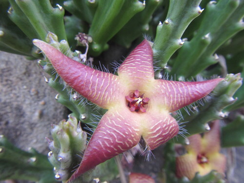 Ceropegia cedrimontana