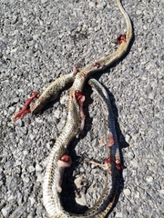 Dolichophis jugularis