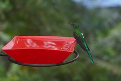 Aglaiocercus